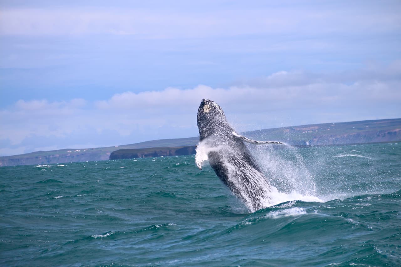 Whales often Breach during whale watching tours