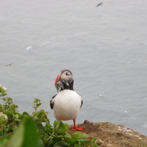 Puffin in North Iceland