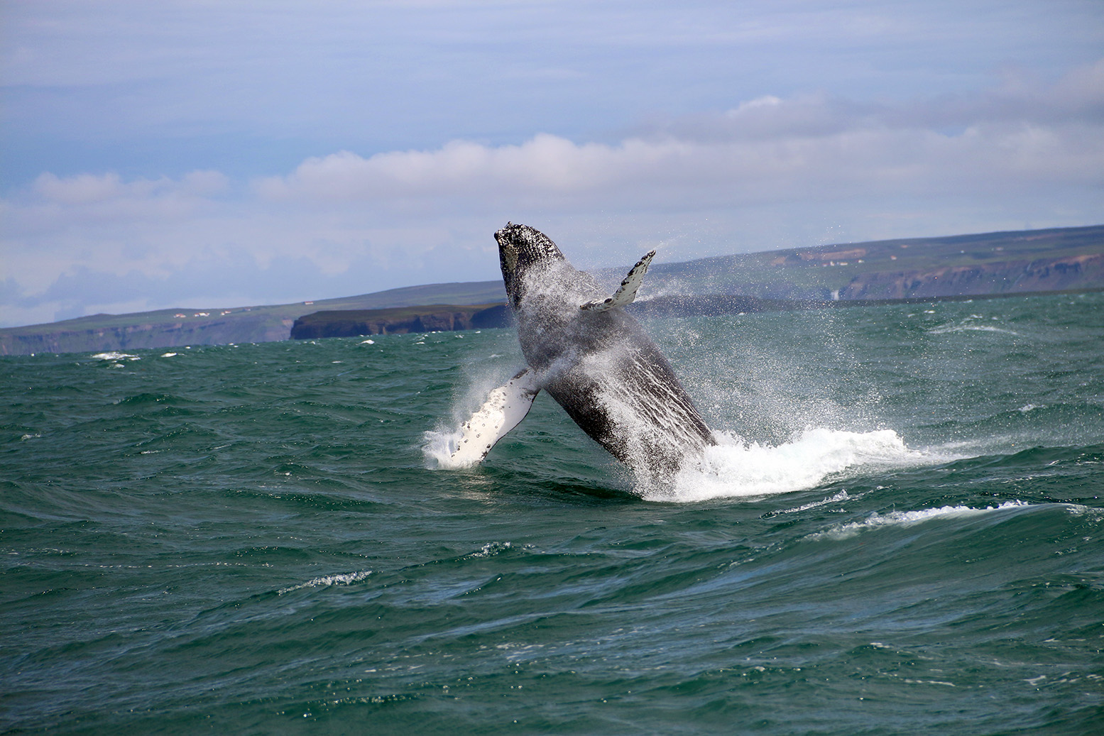 A humpback whale jumping in North Iceland