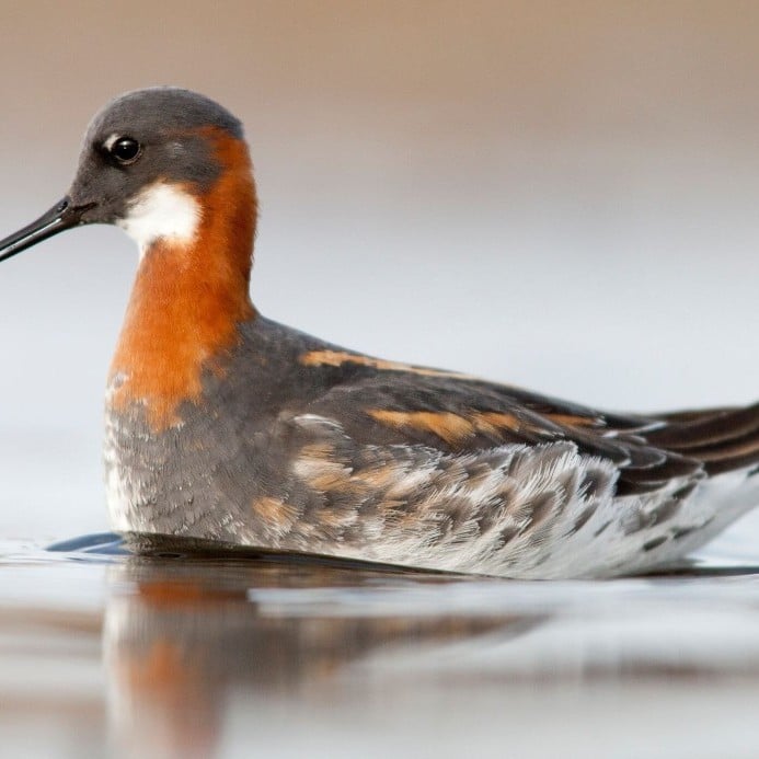 -inshani-2-red-phalarope-