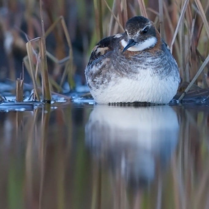 -inshani-red-phalarope-