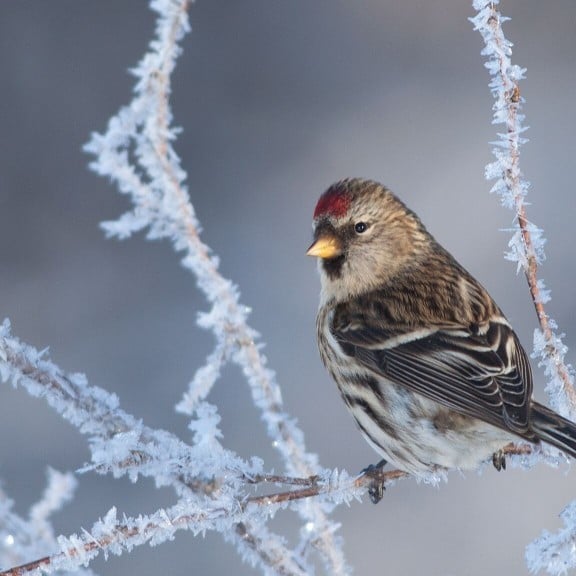 au-nutittlingur-2-common-redpoll-