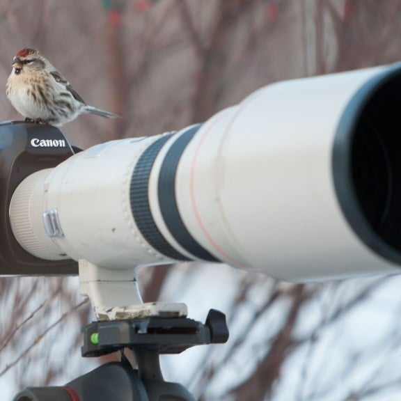 au-nutittlingur-common-redpoll-