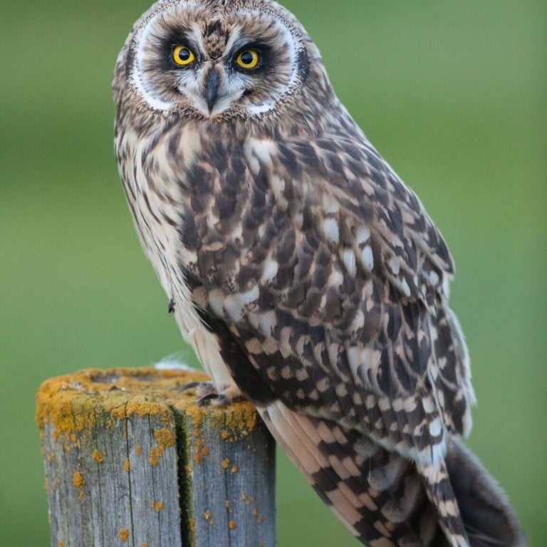 brandugla-short-eared-owl-