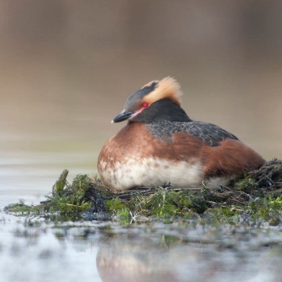 fl-rgo-i-horned-grebe