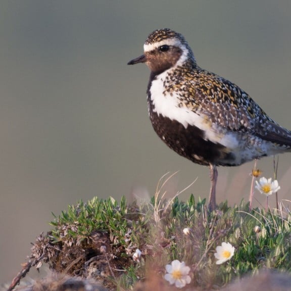 hei-l-a-golden-plover-