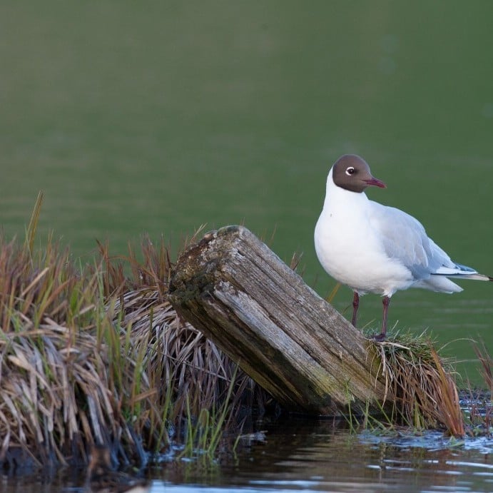 hettum-fur-black-headed-gull-.