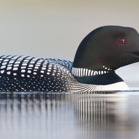 himbrimi-great-northern-diver-