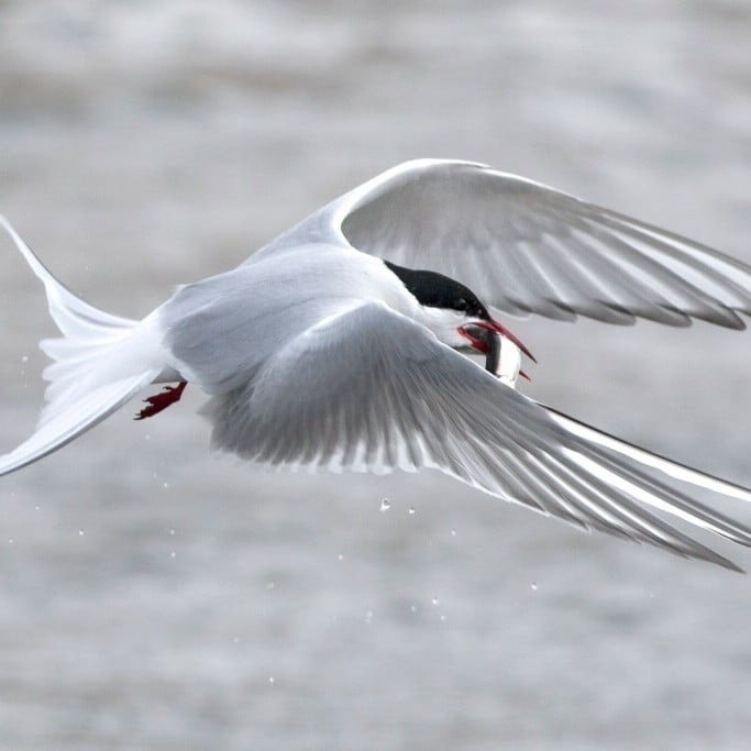 kr-a-arctic-tern-
