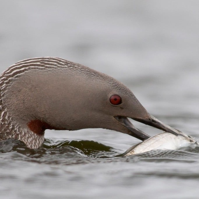 l-mur-read-throated-diver-