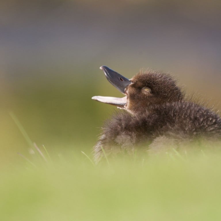 rau-h-f-a-nd-wigeon-
