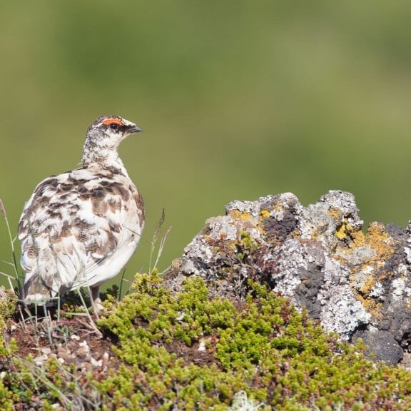 rj-pa-2-rock-ptarmigan
