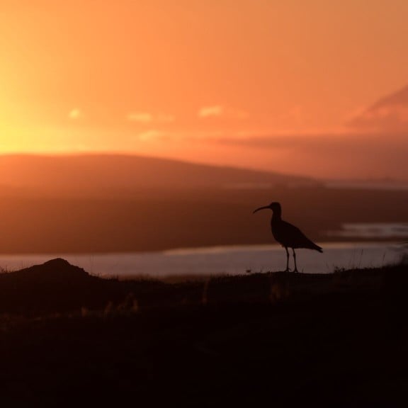 sp-i-whimbrel-krossanesborgum
