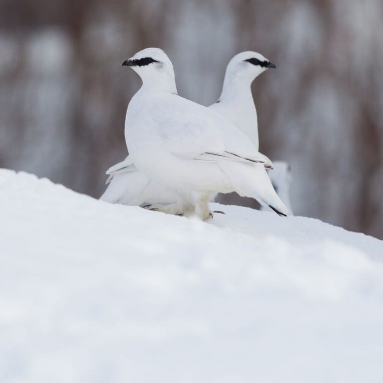 rj-pa-rock-ptarmigan-