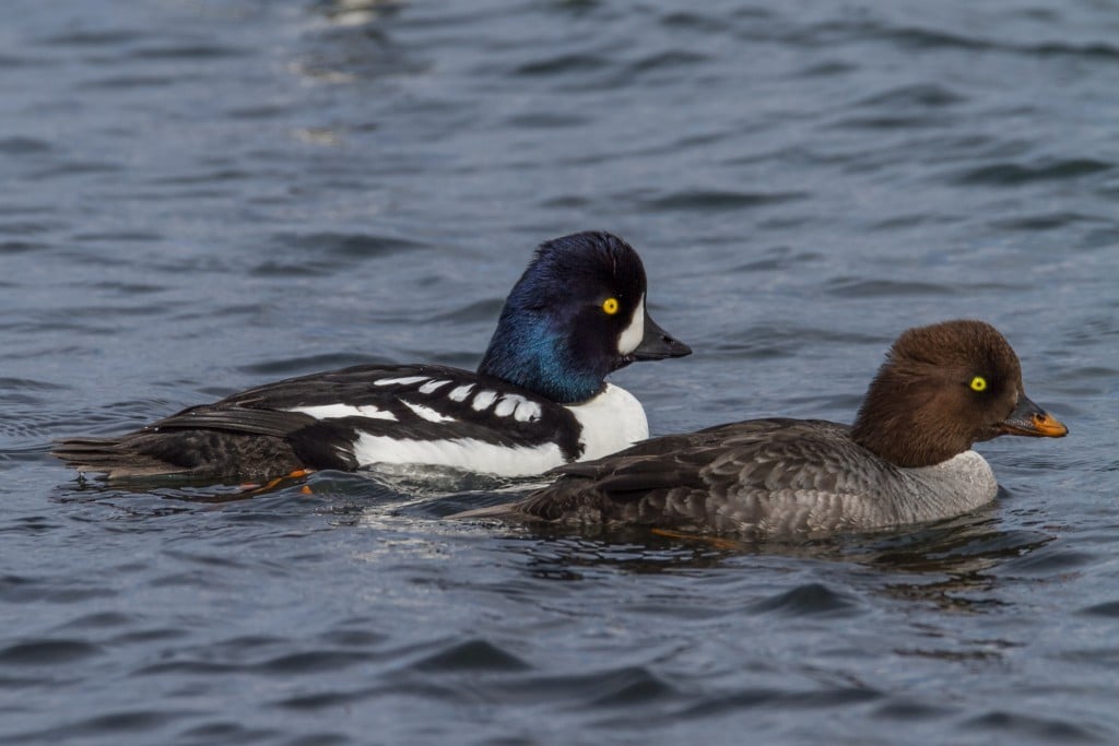 Barrow's Goldeneye by Gaukur