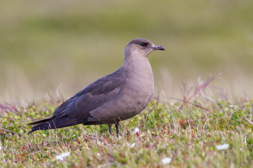 Arctic Skua by Gaukur