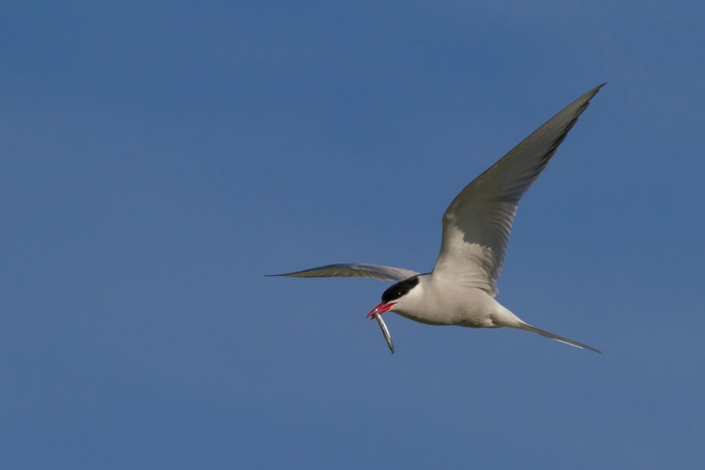 Arctic Tern by Gaukur