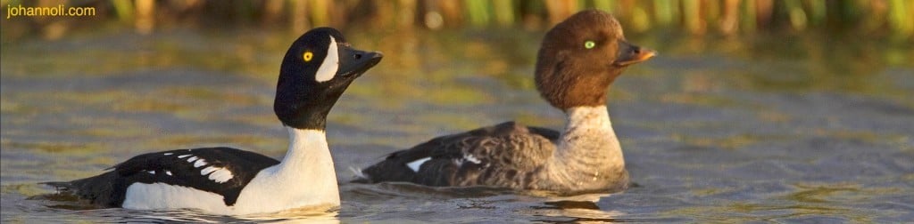 Barrow's Goleneye by www.johannoli.is