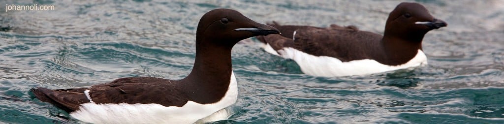 Brunnich's Guillemot by www.johannoli.is