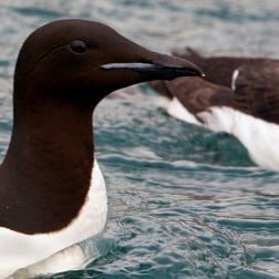 br-nnich-s-guillemot