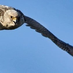gyr-falcon