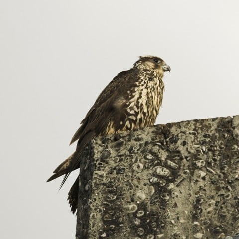 Gyr Falcon by Pétur Jónsson
