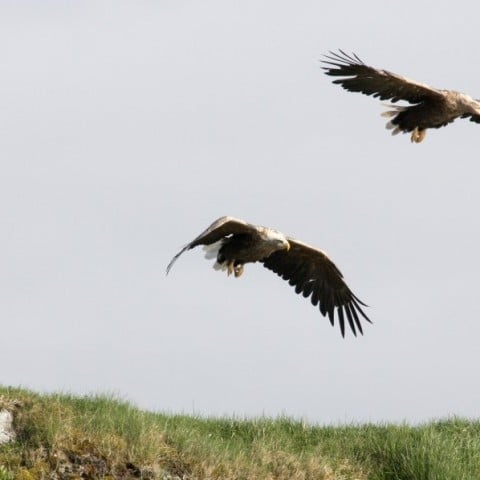 White Taled Eagle by Pétur Jónsson