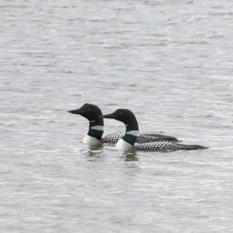 Great Northern Diver by Pétur Jónsson