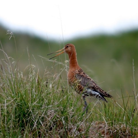 Black-Tailed Godwit by Pétur Jónsson