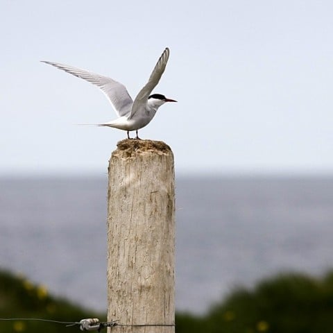 Arctic Tern by Pétur Jónsson