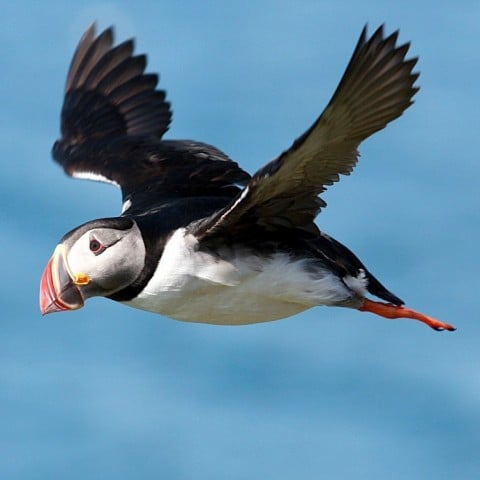Atlantic Puffin by Pétur Jónsson
