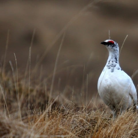 Rock Patarmigan by Pétur Jónsson