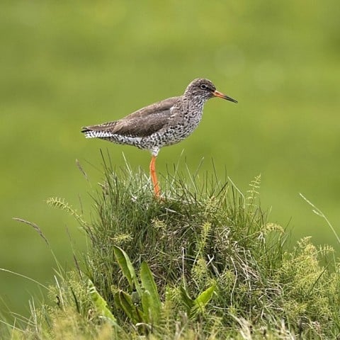 Common Redshank by Pétur Jónsson