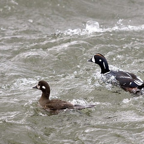 Harlequin Duck by Pétur Jónsson