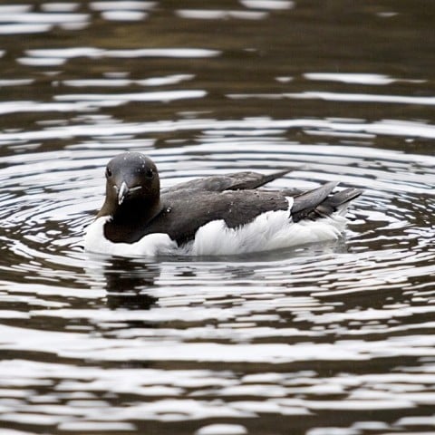 Brünnich's Guillemot by Pétur Jónsson