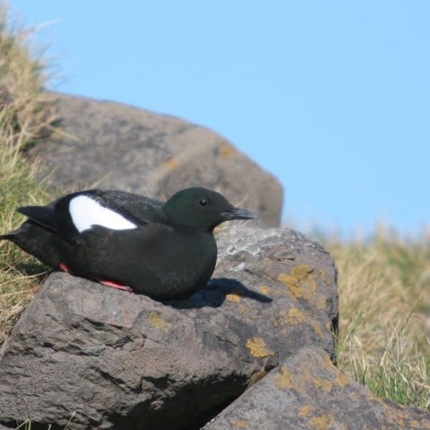 Black Guillemot by Pétur Jónsson