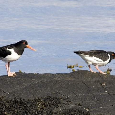 Eurasian Oystercatchers by Pétur Jónsson