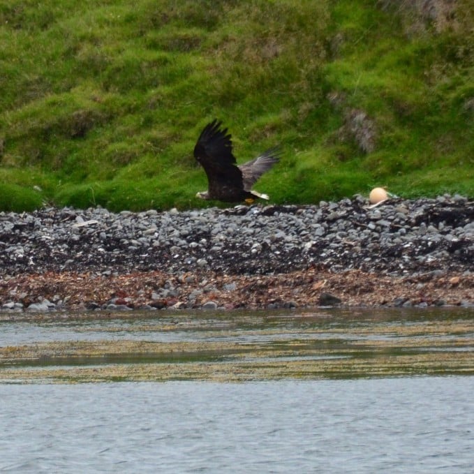 sealwatching-hvammstangi-iceland-3-