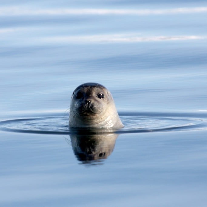 sealwatching-hvammstangi-iceland-40-