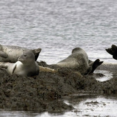 sealwatching-hvammstangi-iceland-41-