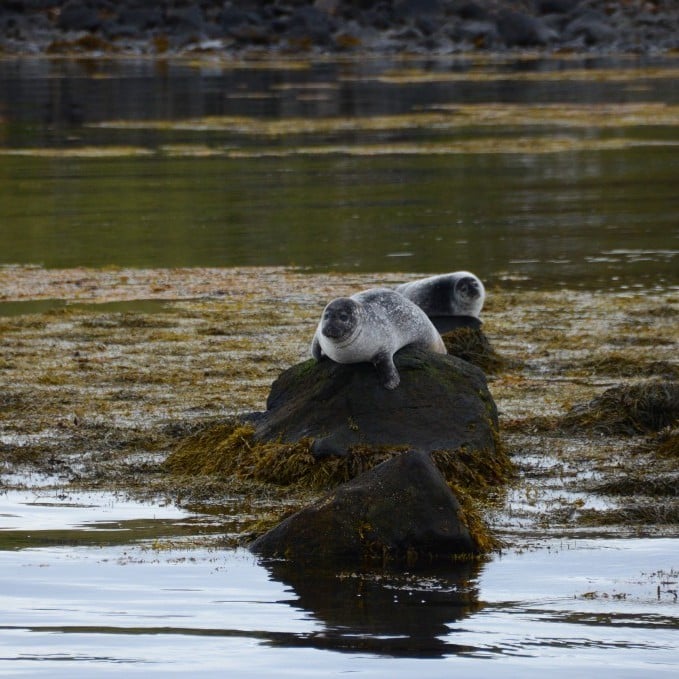 sealwatching-hvammstangi-iceland-7-