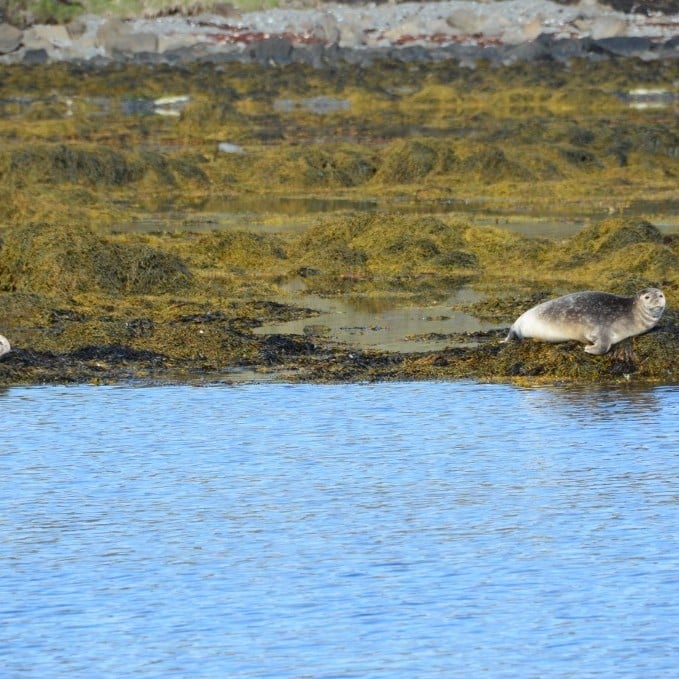 sealwatching-hvammstangi-iceland-71-