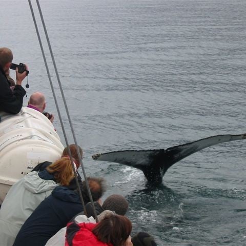 Whale watching in North Iceland 