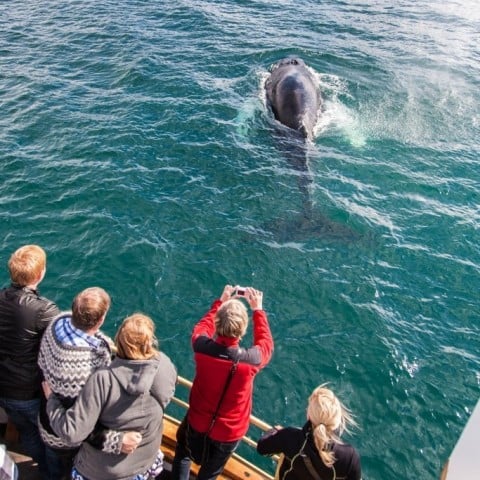 Whale watching in North Iceland 