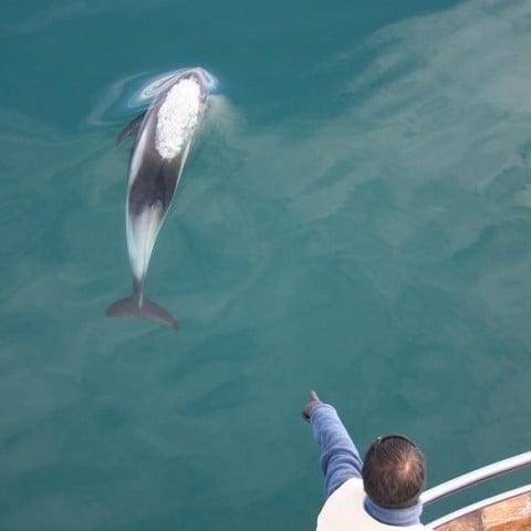 Whale watching in North Iceland 