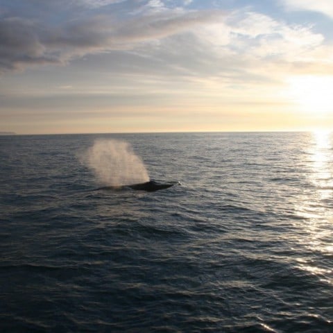 Whale watching in North Iceland 