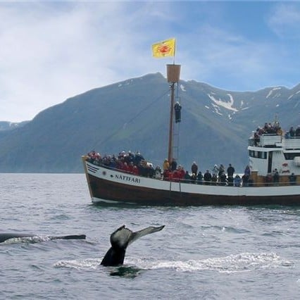 Whale watching in North Iceland 