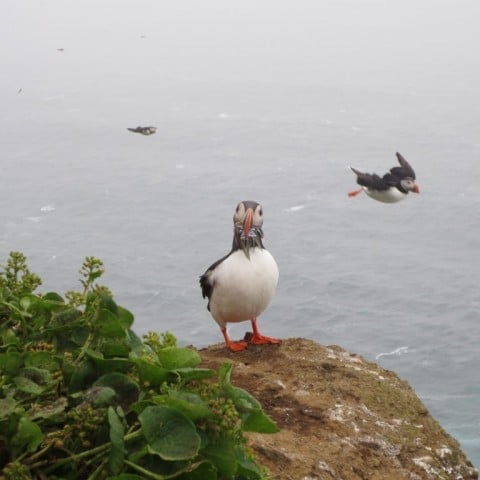 Puffin in North Iceland
