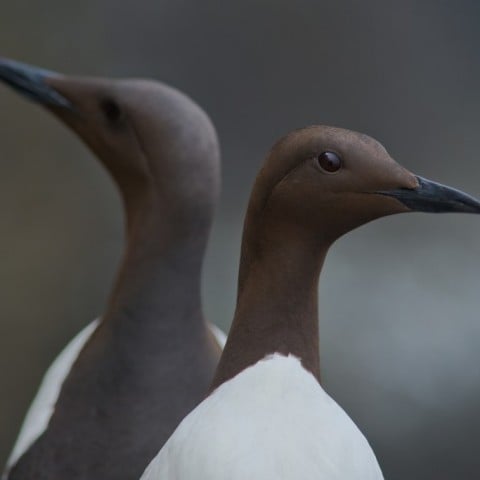 Birds in North Iceland
