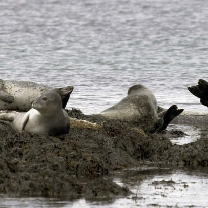 Seal Watching in North Iceland